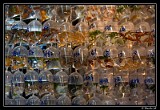 Goldfish Market